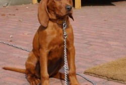 寻血猎犬爆料视频大全,视频大全中的惊险追踪瞬间